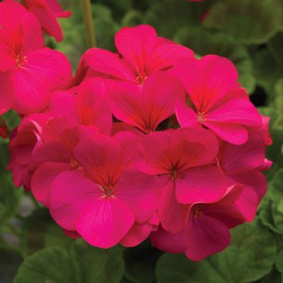 Geranium F1 Horizon Violet (5033)